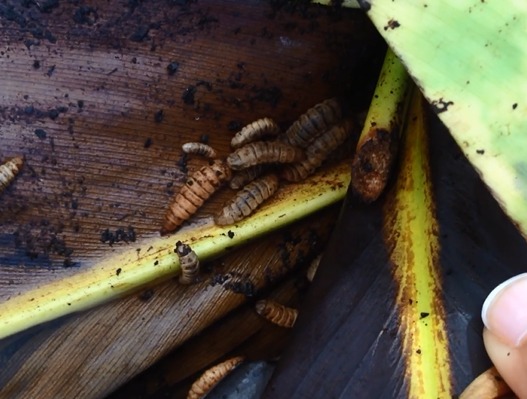 Composting with Soldier Fly Larvae
