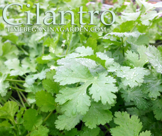 Health Benefits and how to Grow Cilantro
