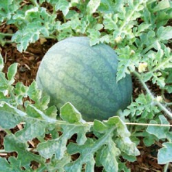 Growing Watermelon in Texas