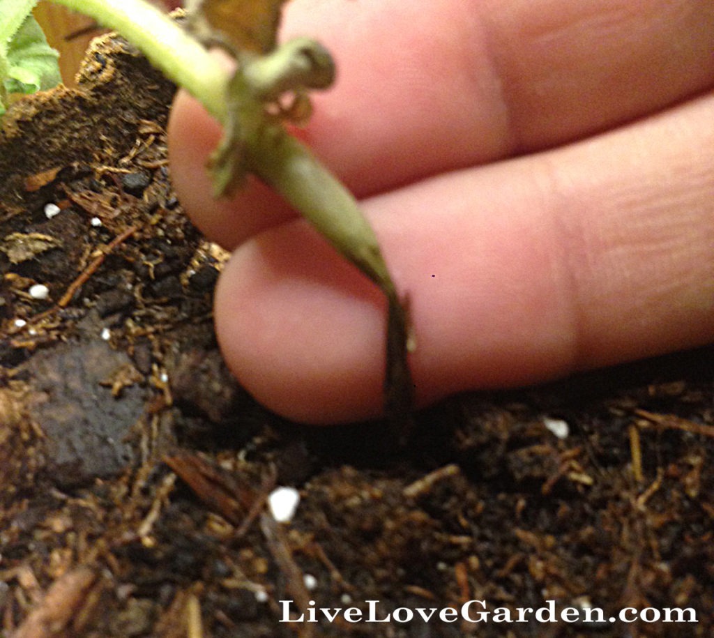 Damping Off Disease Live Love Garden