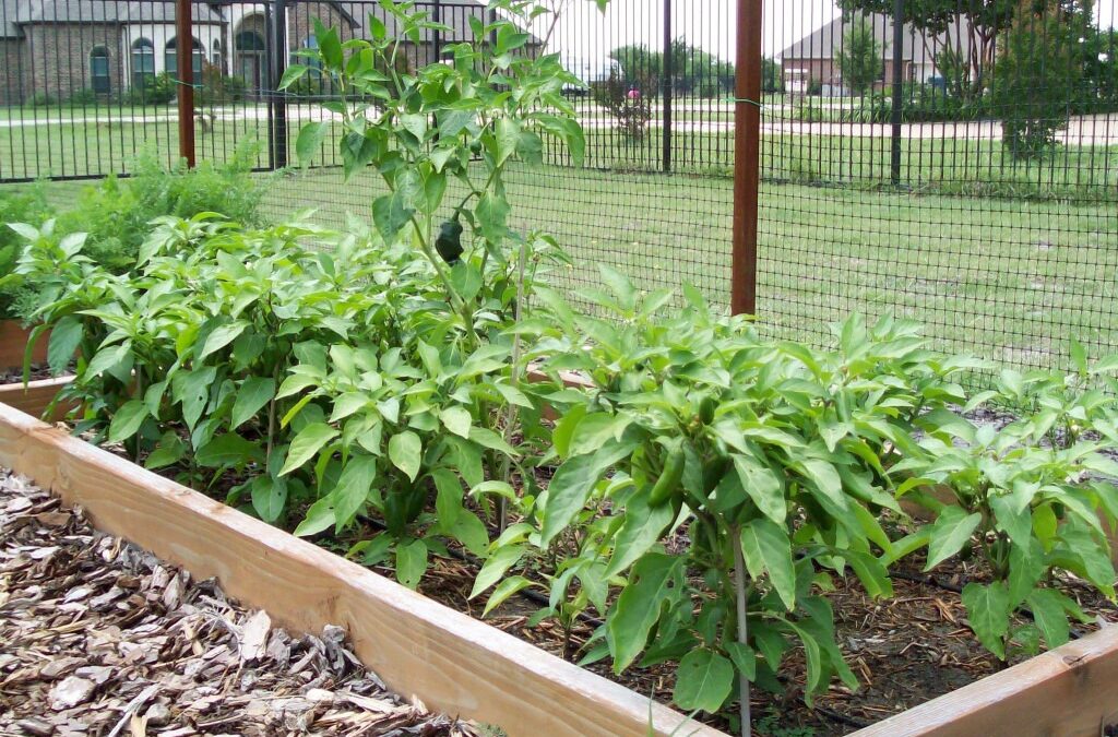 Growing Jalapeno Peppers from seed