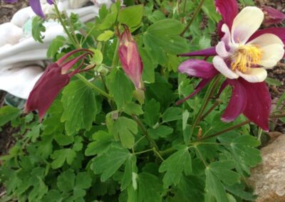 ColumbineFlower11 | Live Love Garden