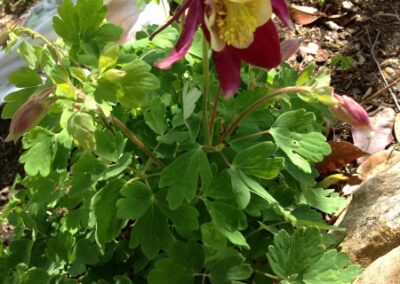 Columbine Flower Growing information