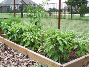 Growing Jalapenos and Other Peppers From Seed