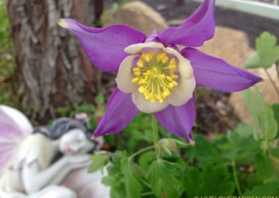 ColumbineFlower21 500x375 | Live Love Garden