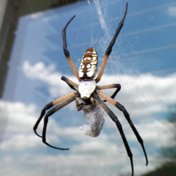 The Black and Yellow Garden Spider