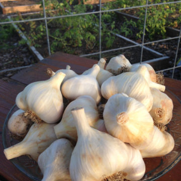 Growing Garlic Bought at the Grocery Store