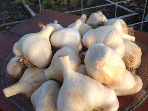Growing Garlic Bought at the Grocery Store in 3 Simple Steps