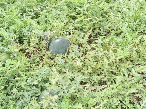 10 Expert Tips for Growing Watermelon at Home for Juicy, Sweet Harvests