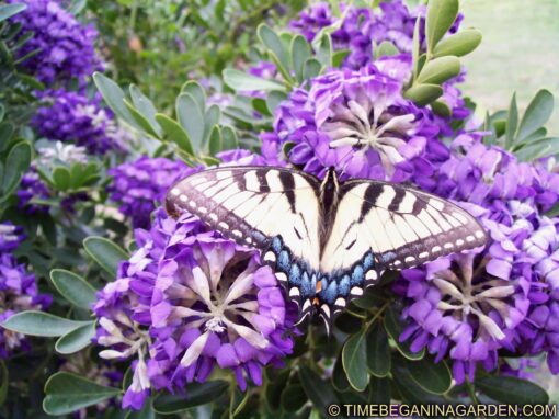 Texas Mountain Laurel: A Complete Guide to Growing This Iconic Southwestern Beauty