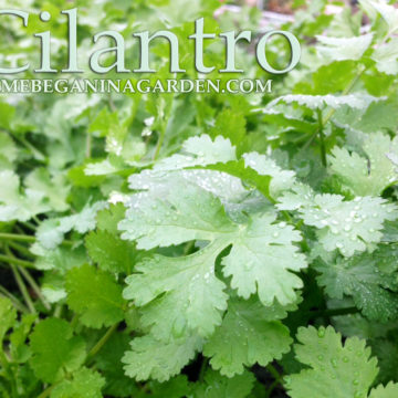 Health Benefits and how to Grow Cilantro