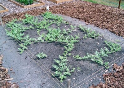 may15 1 | Live Love Garden