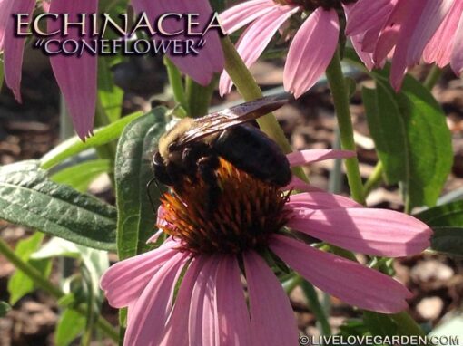 Growing Coneflowers – Complete Guide 9 Stunning Reasons to Grow Echinacea