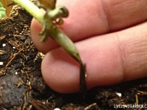 Damping Off Disease in Seedlings: Causes, Prevention & Organic Control