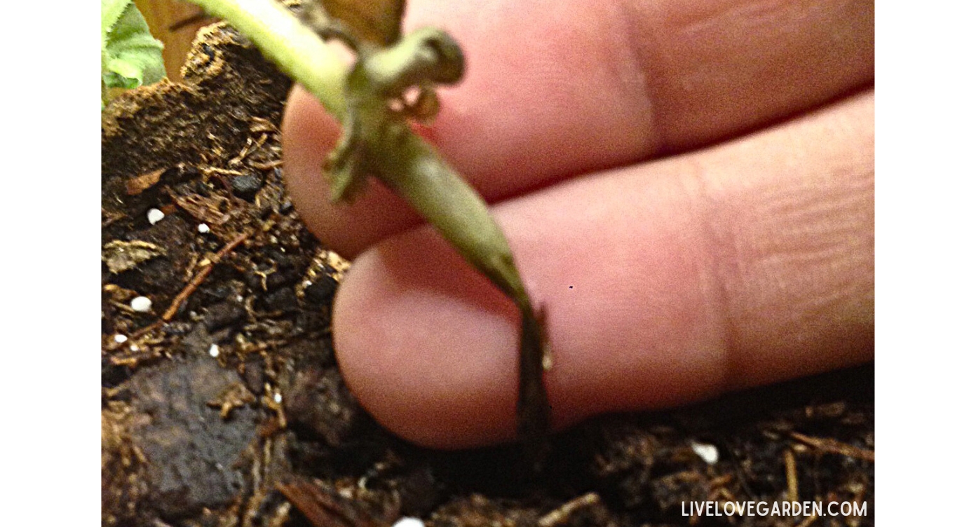 Damping Off Disease Damping Off Disease