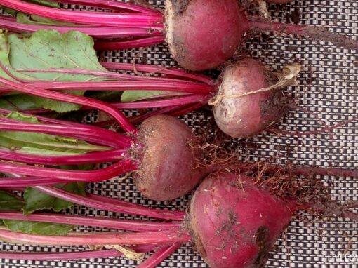 Pickled Beets Recipe