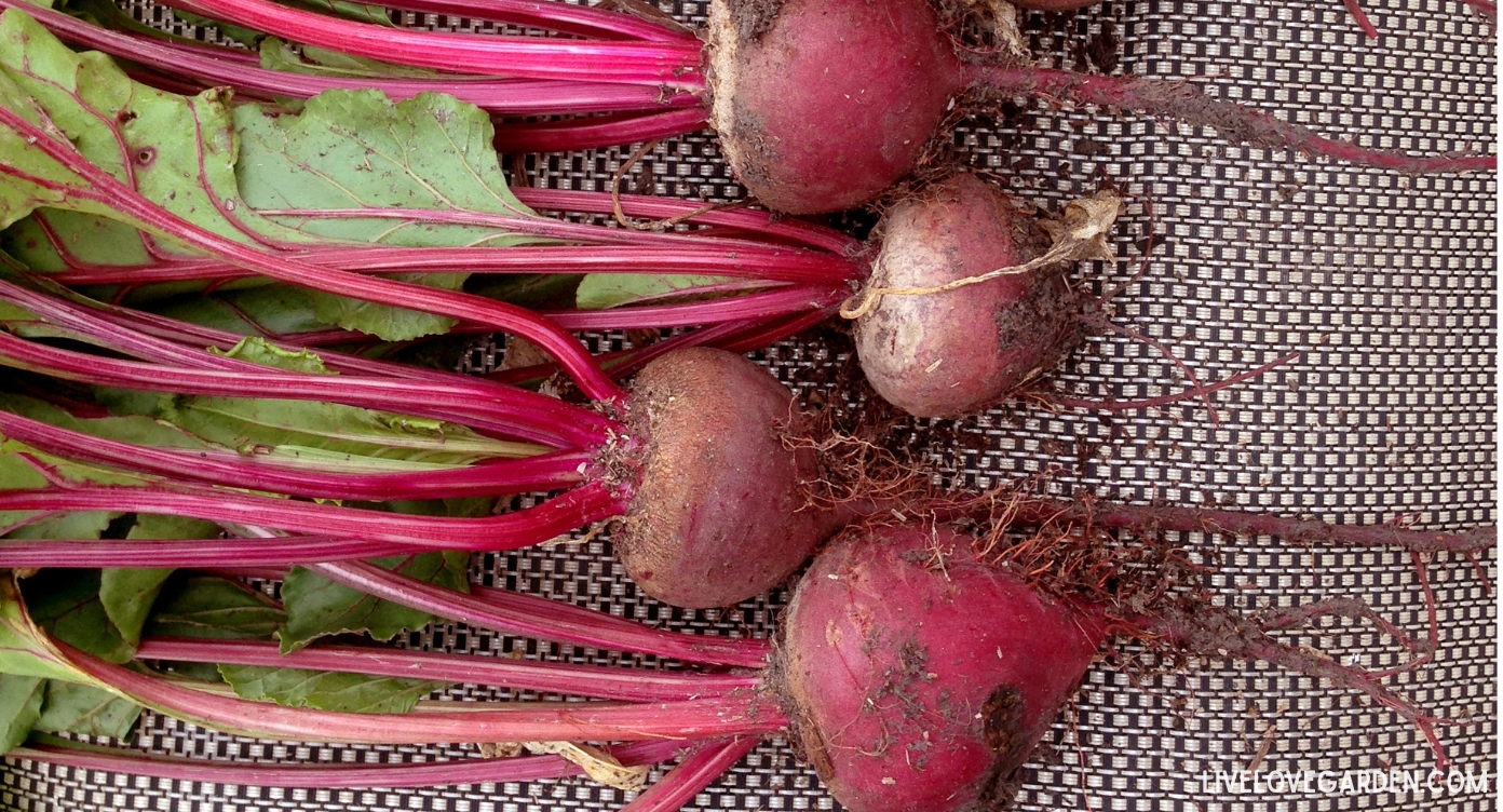 Pickled Beets Recipes Pickled Beets Recipe