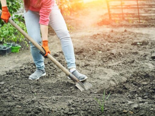 How to Start a Garden from Scratch: A Beginner’s Guide to Growing Your Own Green Space in 6 steps