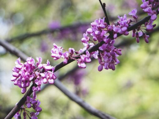 Everything You Need To Know About Growing the Eastern Redbud Tree – Plus 7 Easy Steps for Planting