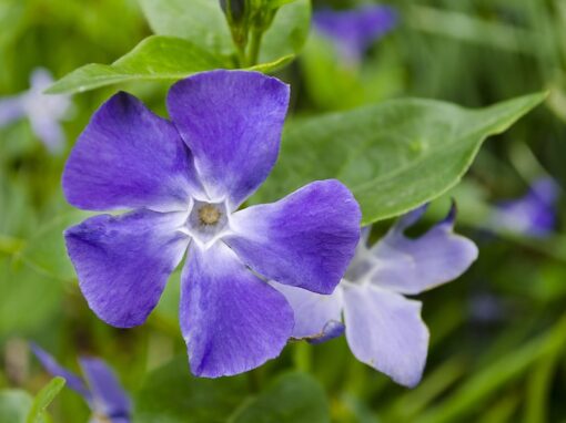 Growing Creeping Myrtle an Evergreen Ground Cover: 10 Cheerful Reasons