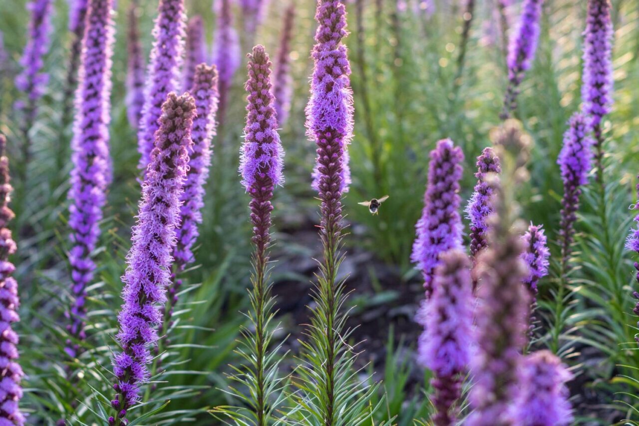 Native Zone Top 10 Native Flowers Zone 7 For An Eco-Friendly Pollinator Garden ...