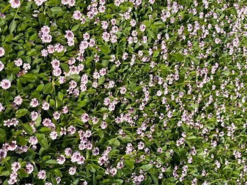 Frogfruit Groundcover: A Beautiful, Eco-Friendly Lawn Alternative