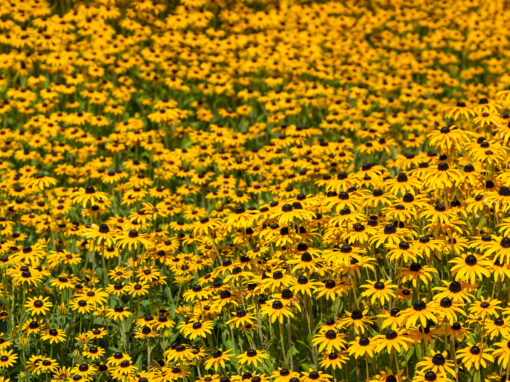 Top 10 Native Flowers Zone 9 Pollinator Garden