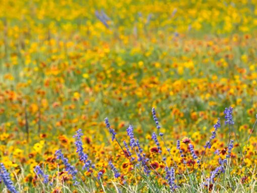 Top 10 Native Flowers Zone 8: Eco-Friendly Gardening