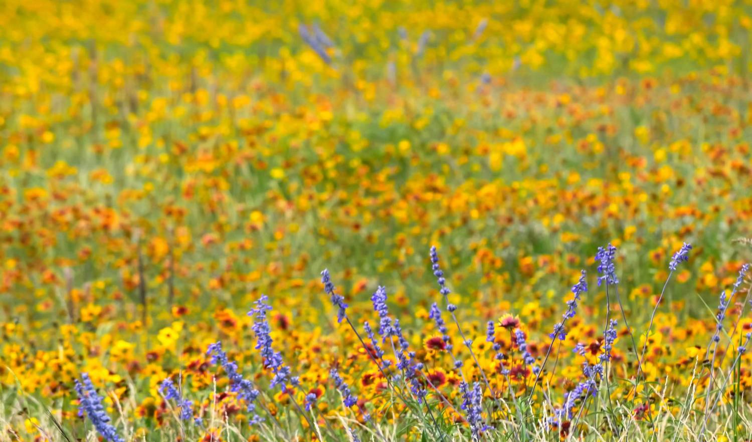 Zone 8 Native Wildflowers Field Zone 8 Native Wildflowers Top pollinator garden flowers for eco-friendly gardening