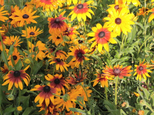 How to Create a Pollinator Garden That Attracts Butterflies, Bees, and Hummingbirds