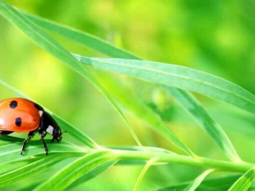 15 Incredible Benefits of Ladybugs in the Garden (And How to Attract Them Naturally)