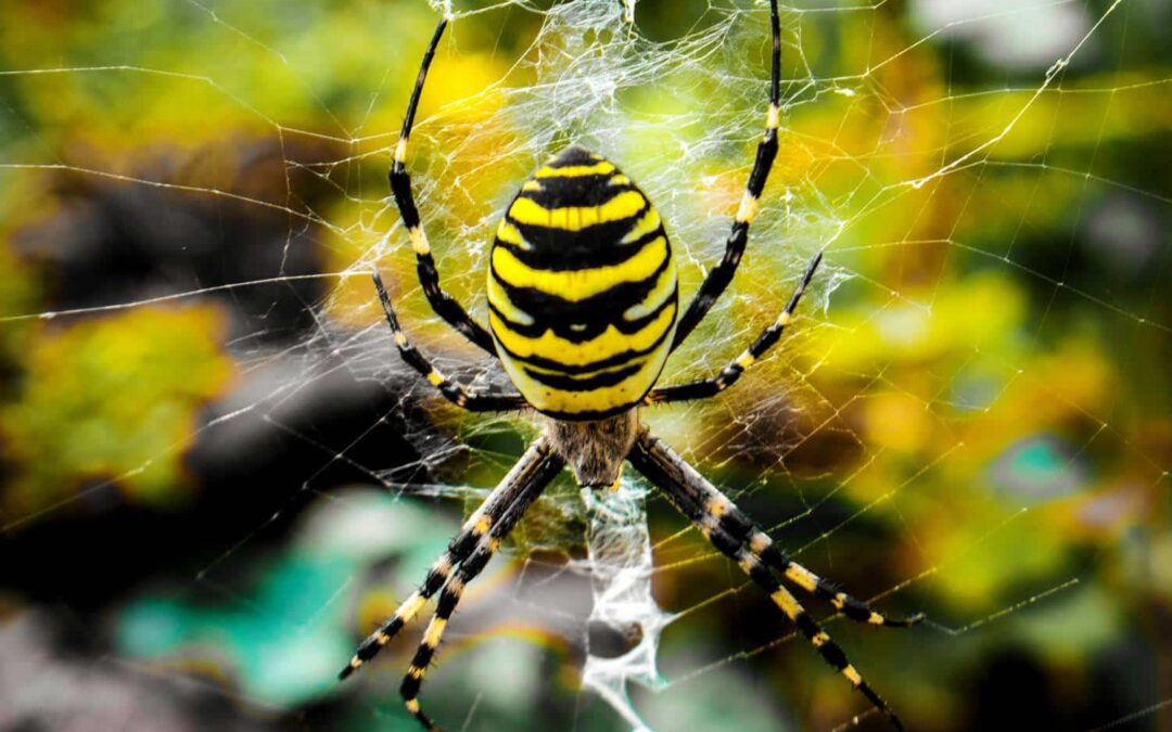Black and Yellow Garden Spider Zig Zag Spider