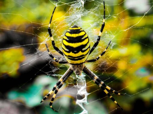 The Black and Yellow Garden Spider