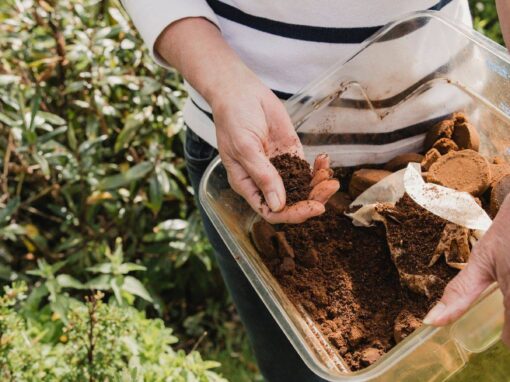 Are Coffee Grounds Good for Tomatoes? Full Guide for Gardeners