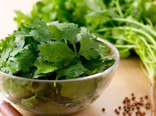 12 Powerful Health Benefits of Cilantro and How to Grow Cilantro at Home