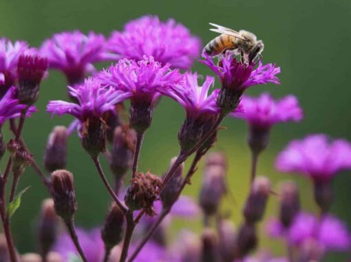 Top 10 Native Flowers Zone 7 For an Eco-Friendly Pollinator Garden