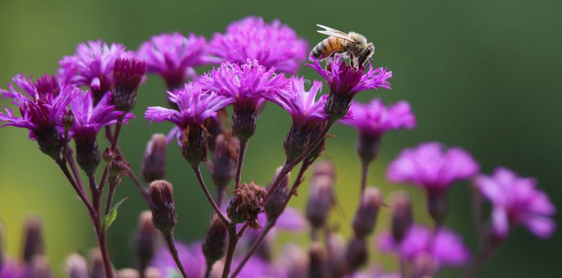 Ironweed Zone 7 Native Flower Pollinator Garden Ironweed Zone 7 Native Flower Pollinator Garden