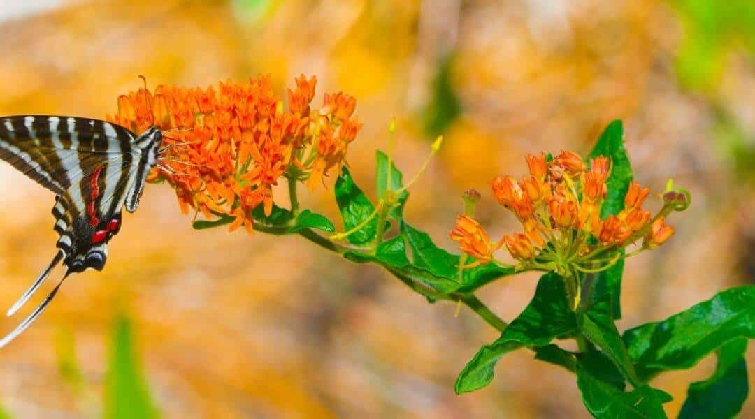 How to grow milkweed in a pot