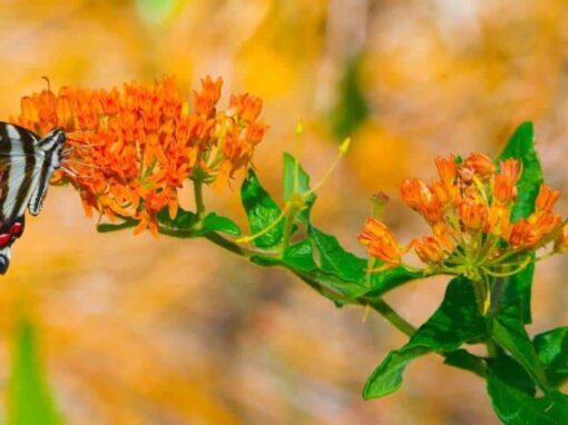 How to Grow Milkweed in Pots: 7 Simple Steps for a Balcony Butterfly Garden