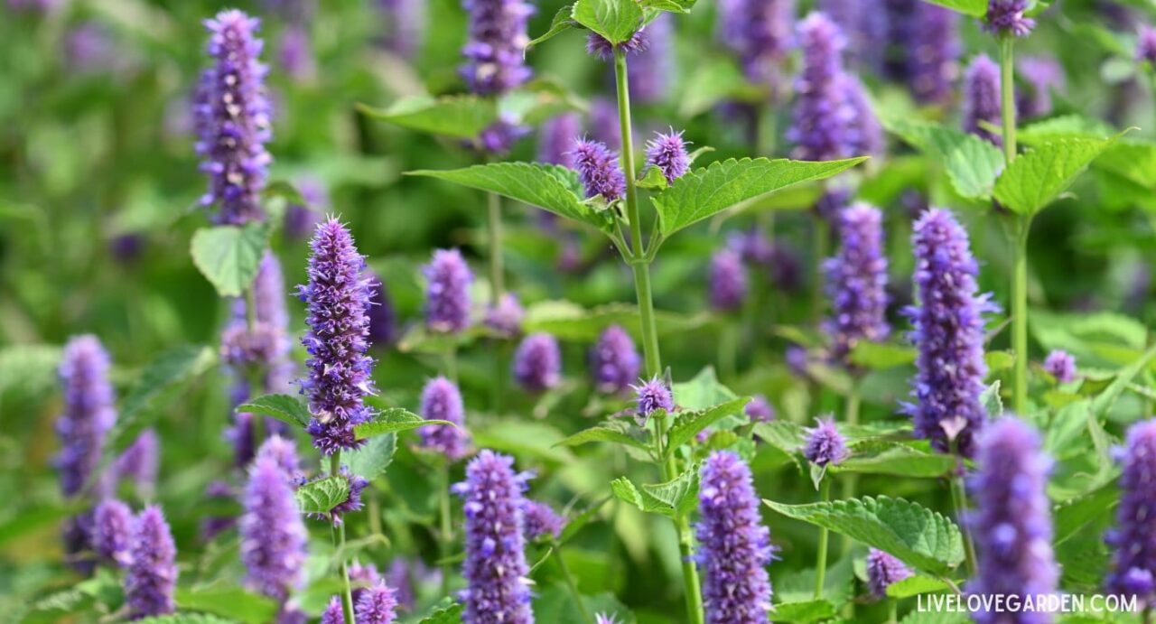 Native Zone Top 10 Native Flowers Zone 6 – Pollinator-Friendly Sustainable Picks ...