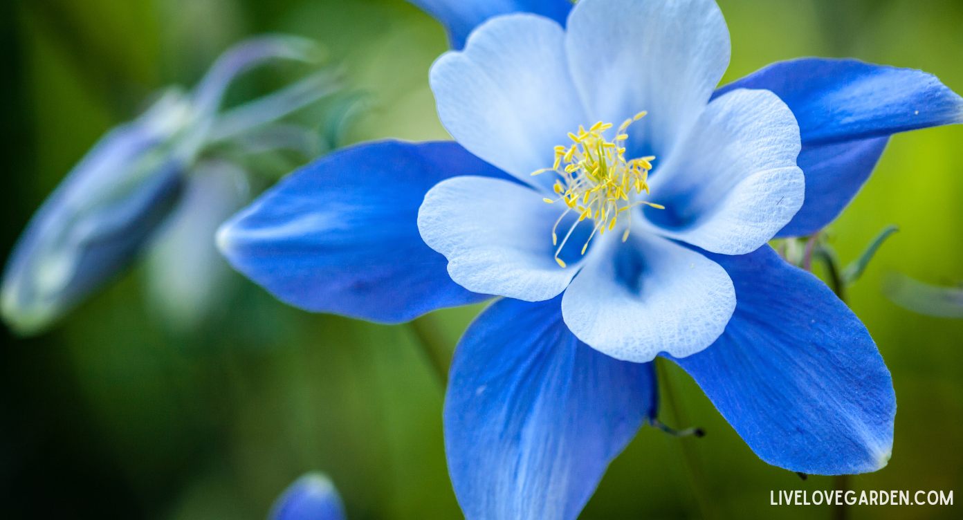 Columbine Flower Blue | Live Love Garden