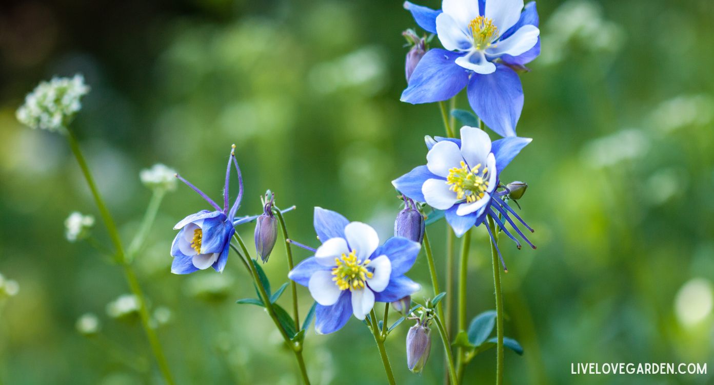 Columbine Flowers Blue The Columbine Flower