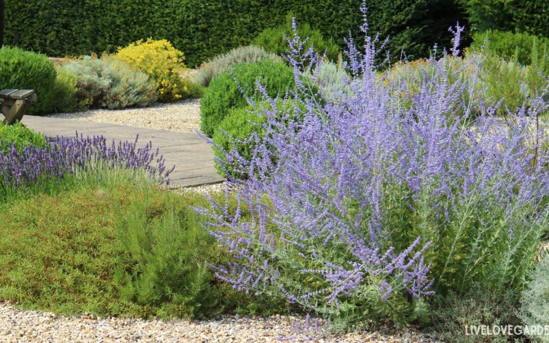 Creating a Mediterranean Garden Sustainable Water Wise Plants