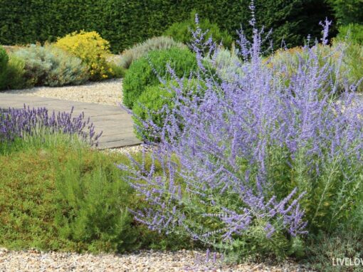 Creating a Mediterranean Garden: 8 Tips to Sustainable Drought-Tolerant Beauty