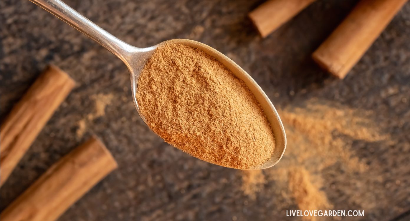 Damping Off Disease Ceylon Cinnamon Organic Control