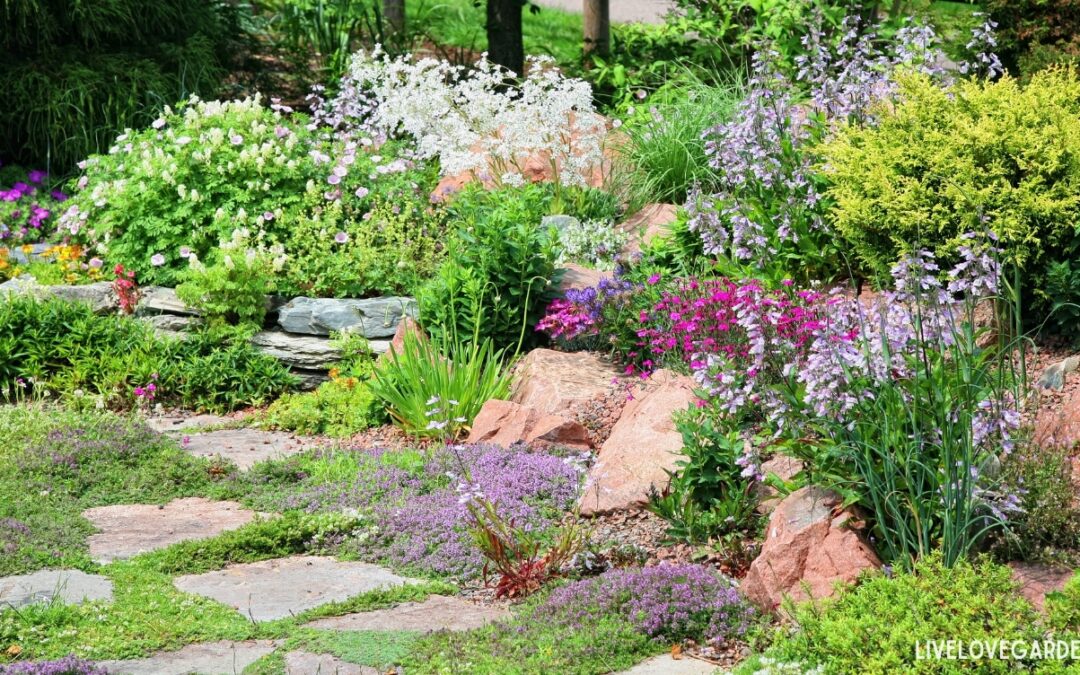 Drip Irrigation Water-Wise Xeriscape rock garden