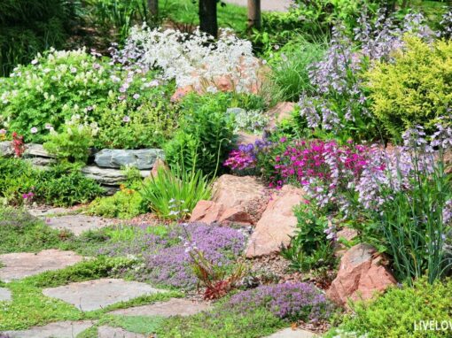 Water-Wise Xeriscaping for Hot Dry Climates: The Ultimate Summer Survival Guide for your Garden