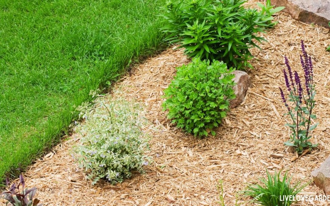 No-Dig Gardening Use Wood chips as mulch