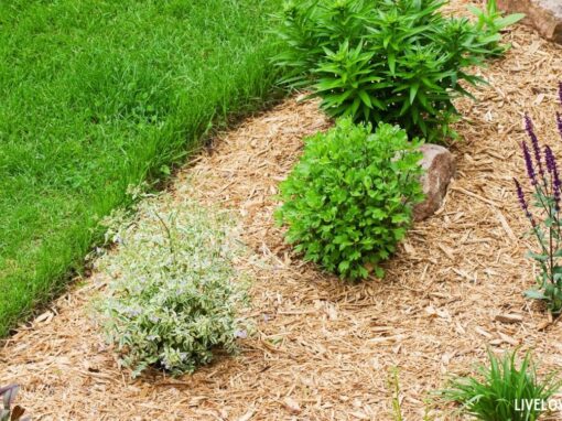 No-Dig Gardening: 9 Eco-Friendly Ways to Grow More with Less Effort