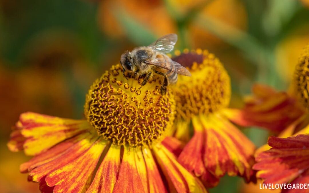 Sneezeweed Helenium autumnale Native Flowers Zone 6